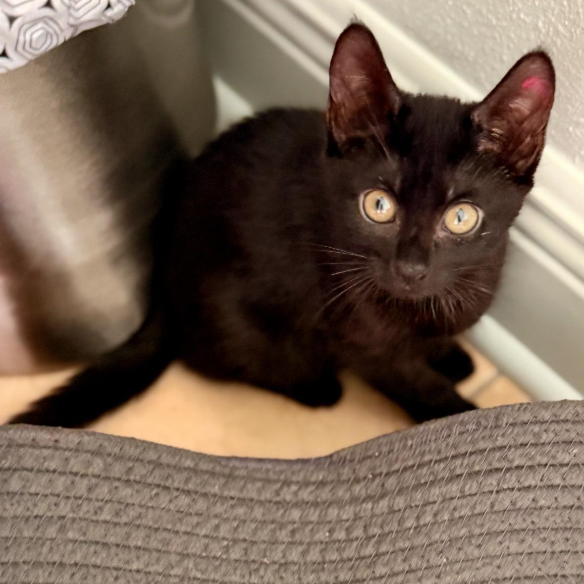 Regina and Karen, a Adoptable mixed breed in Denver, CO image 6/6