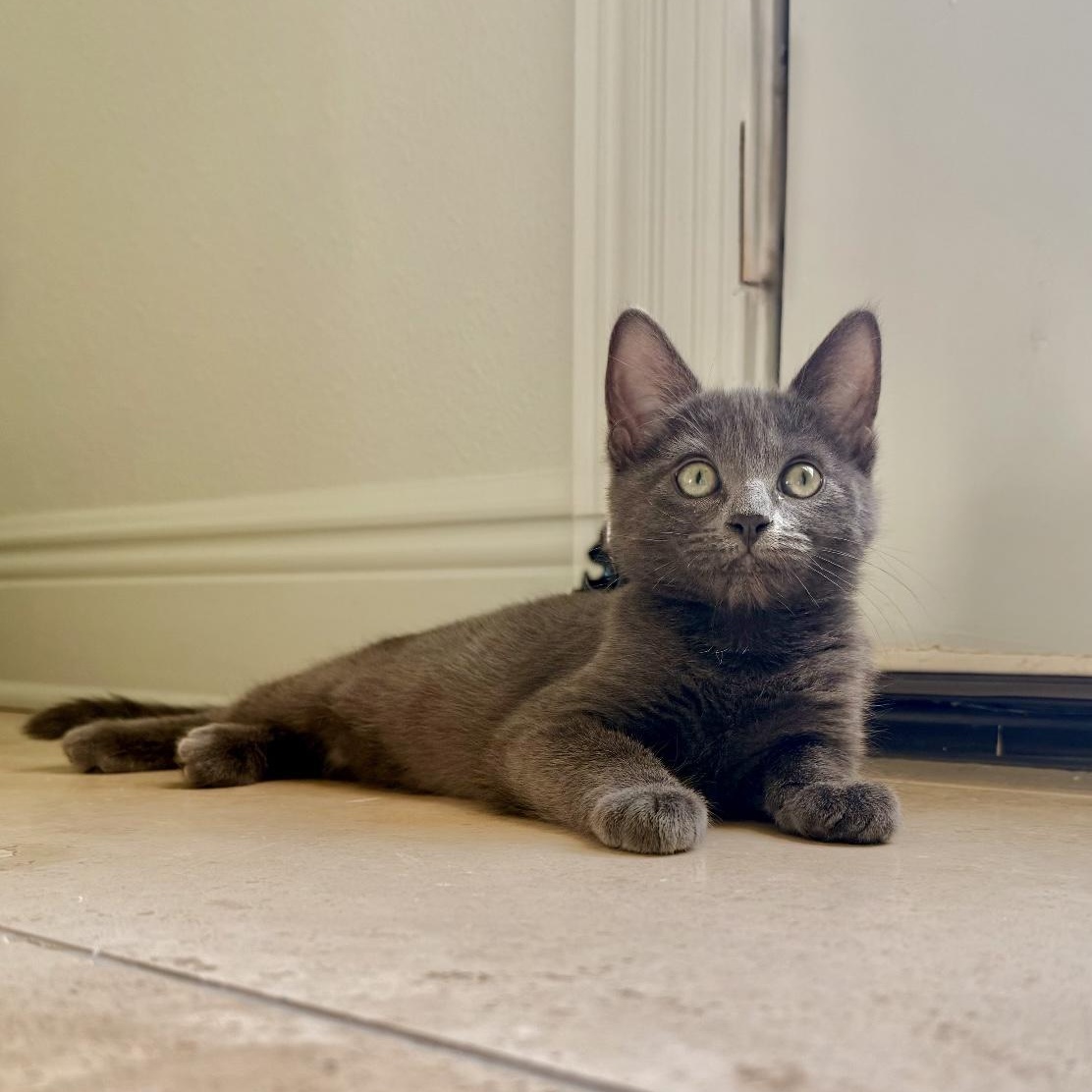 Regina and Karen, a Adoptable mixed breed in Denver, CO image 5/6