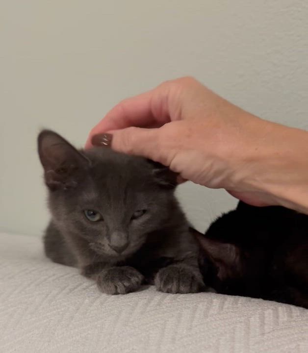 Enlarge Regina and Karen, a Adoptable mixed breed in Denver, CO video 2/6