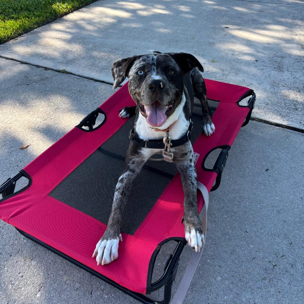 Twister, a Adoptable Mixed Breed in Naples, FL image 1/5