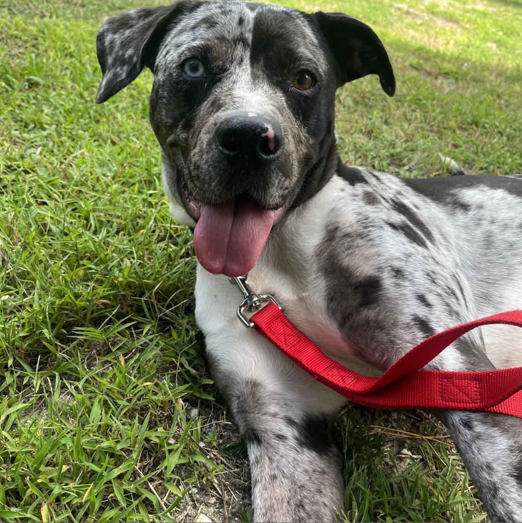 Twister, a Adoptable Mixed Breed in Naples, FL image 2/5
