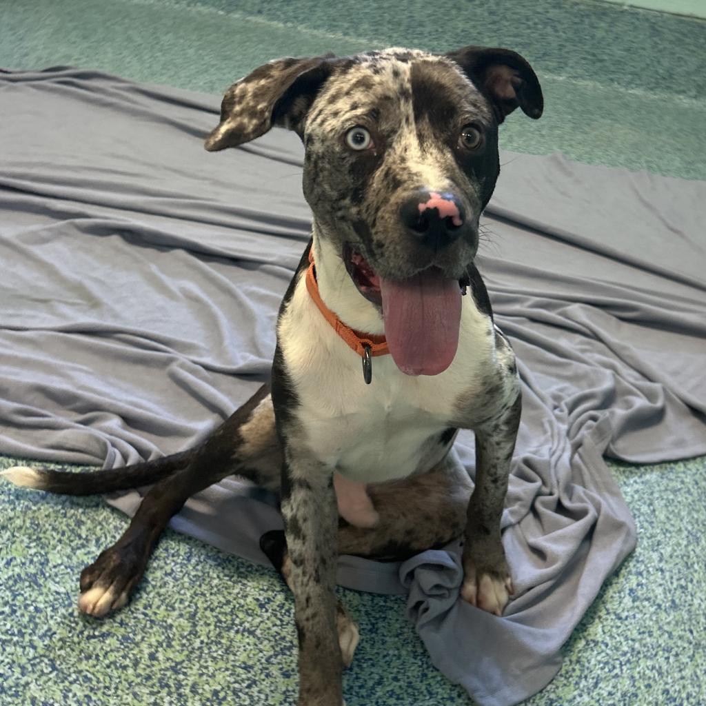 Twister, a Adoptable Mixed Breed in Naples, FL image 3/5