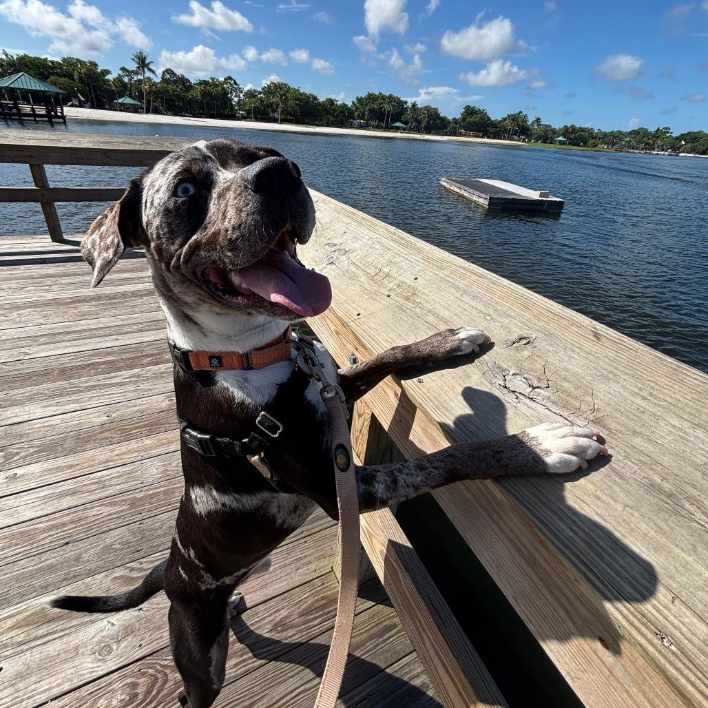 Twister, a Adoptable Mixed Breed in Naples, FL image 4/5