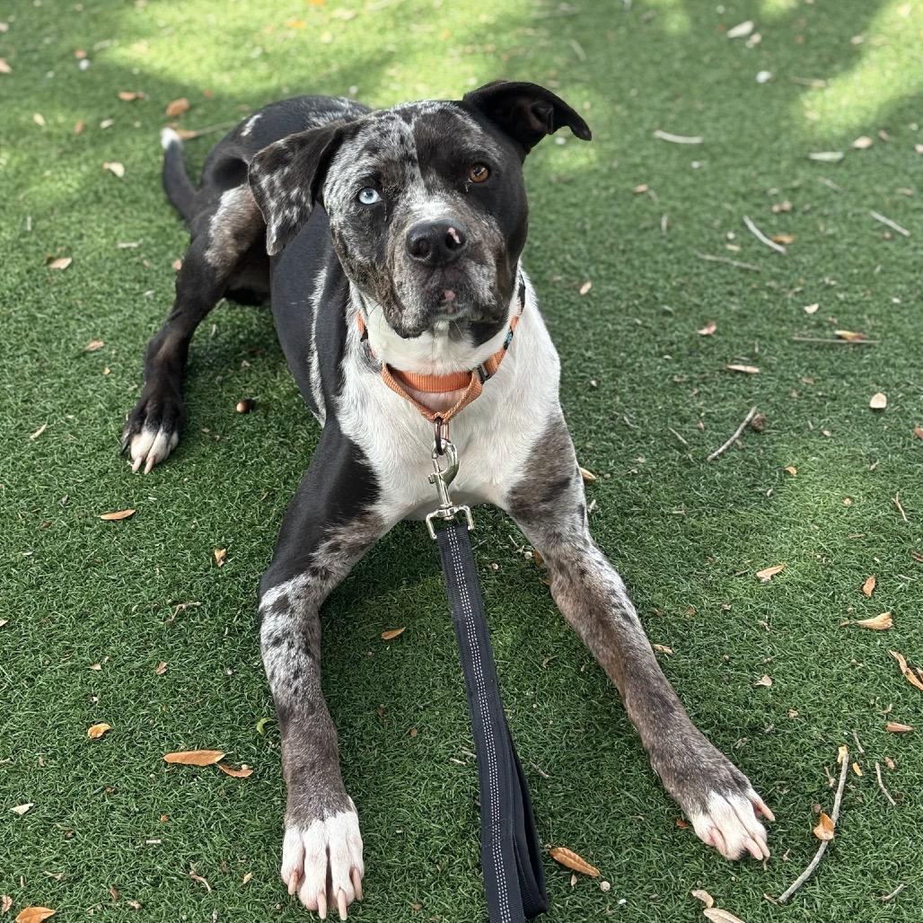 Twister, a Adoptable Mixed Breed in Naples, FL image 5/5