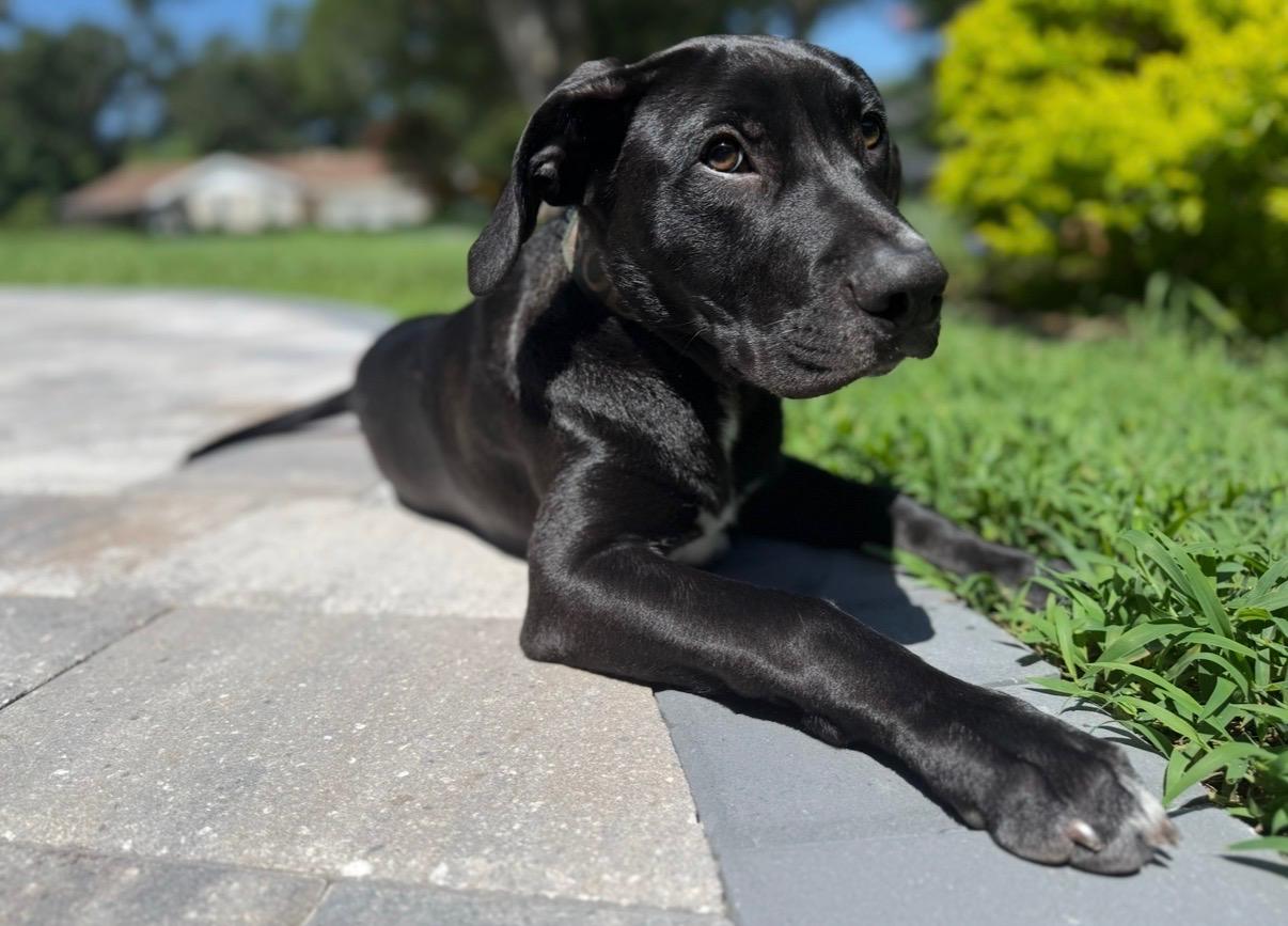 Enlarge Bodhi (sweet boy) watch video, a Adopted mixed breed in Eustis, FL image 5/6