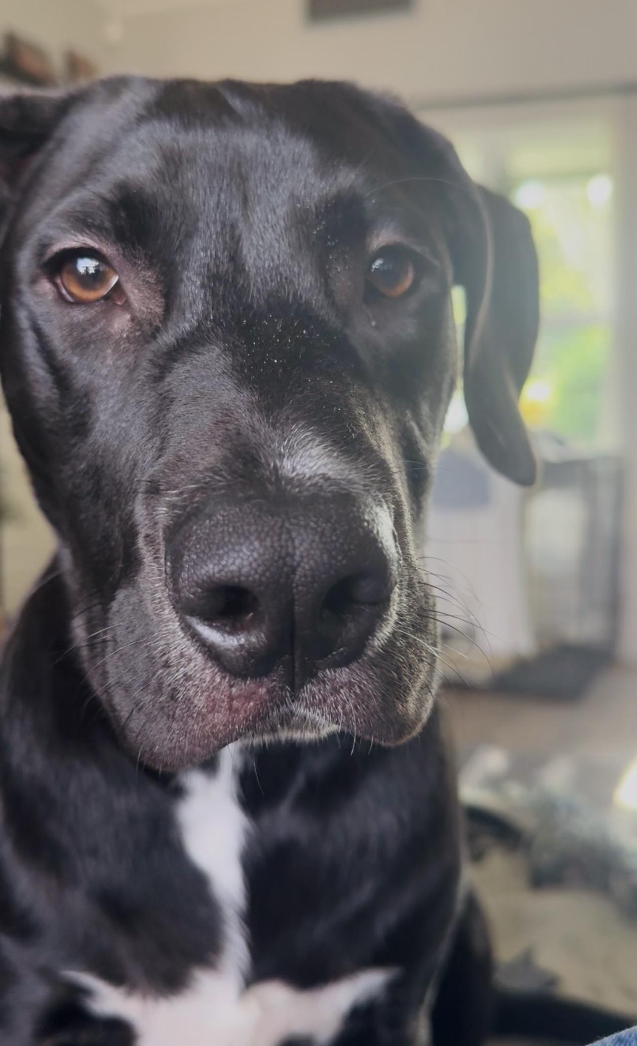 Enlarge Bodhi (sweet boy) watch video, a Adopted mixed breed in Eustis, FL image 1/6