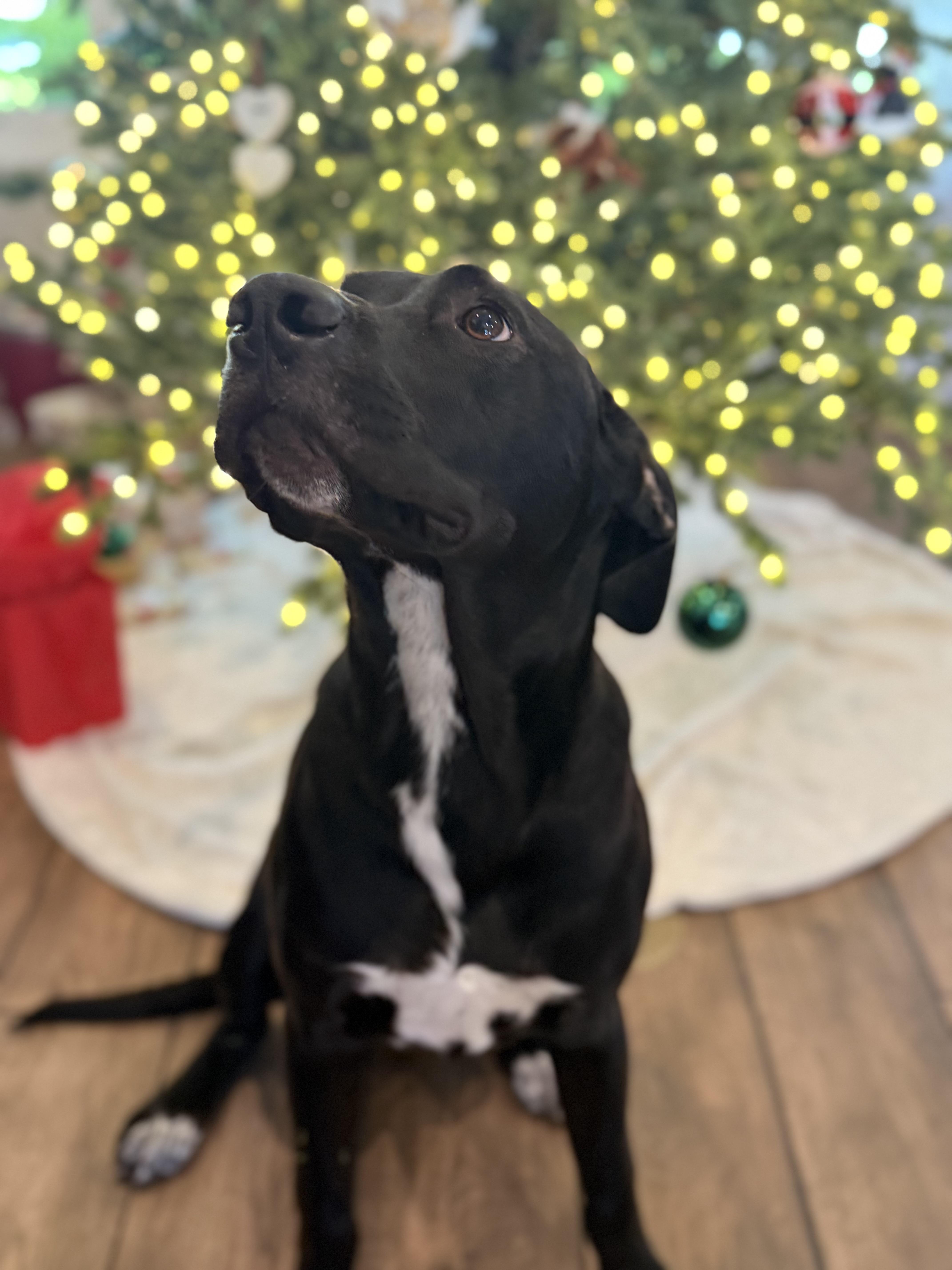 Enlarge Bodhi (sweet boy) watch video, a Adopted mixed breed in Eustis, FL image 6/6