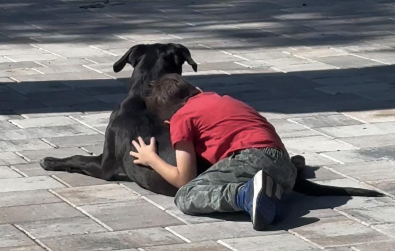 Enlarge Bodhi (sweet boy) watch video, a Adopted mixed breed in Eustis, FL image 3/6
