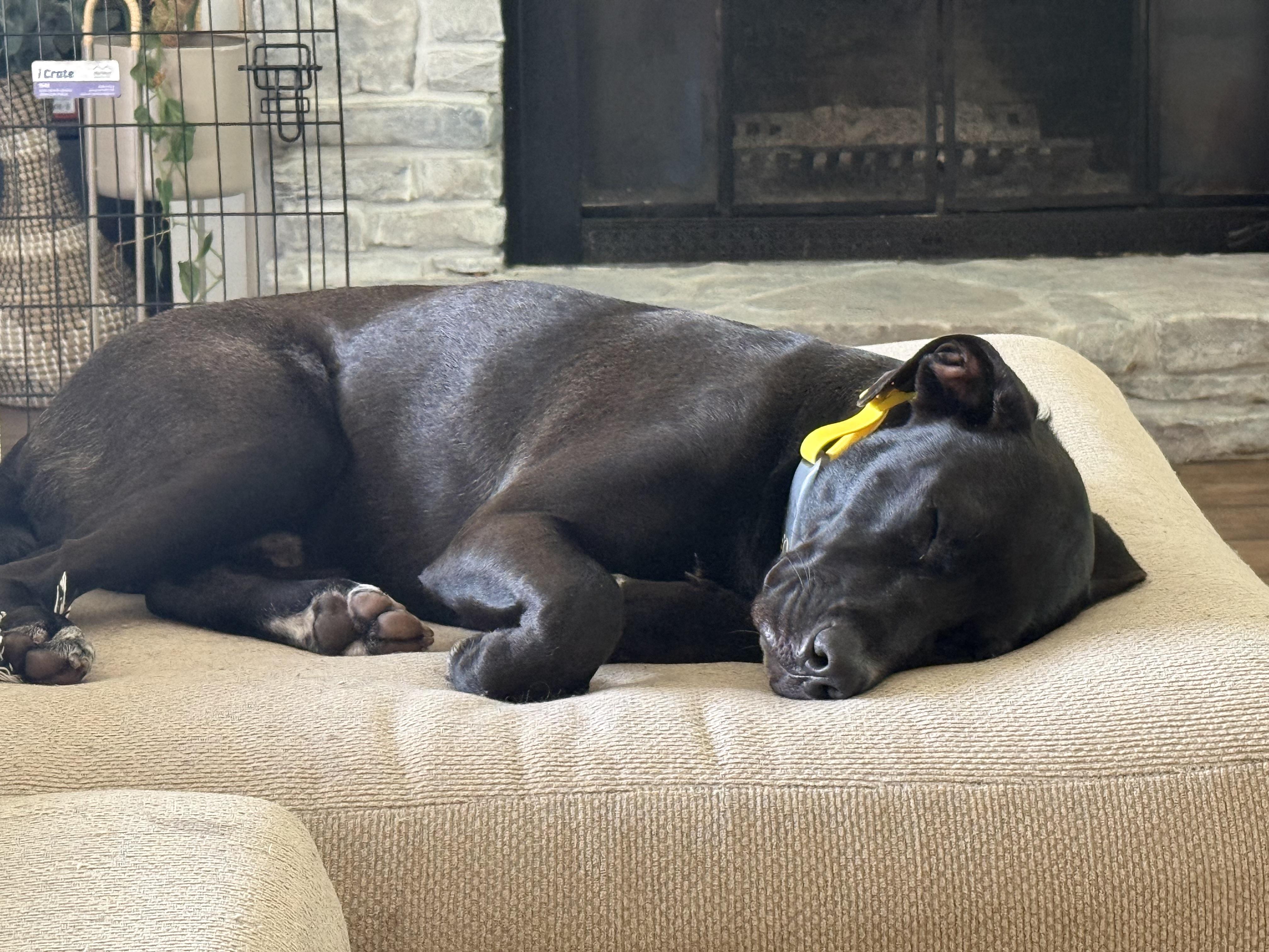 Enlarge Bodhi (sweet boy) watch video, a Adopted mixed breed in Eustis, FL image 4/6