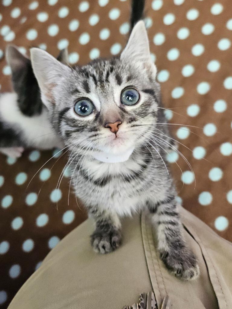 Lapis, Adoptable, Kitten Female Domestic Medium Hair.
