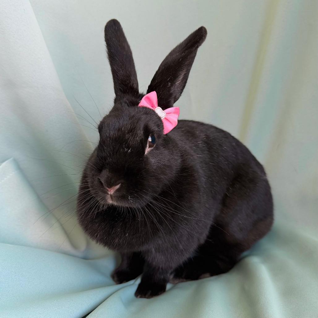 Enlarge Millicent (bonded to Maisie), a Adoptable Beveren in Columbia, MD image 2/5