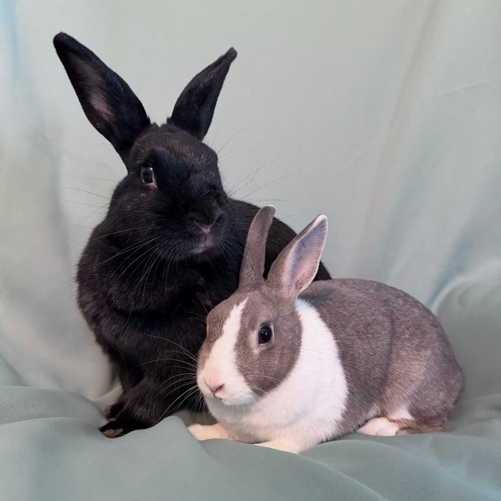 Millicent (bonded to Maisie), Adoptable, Adult Female Beveren.