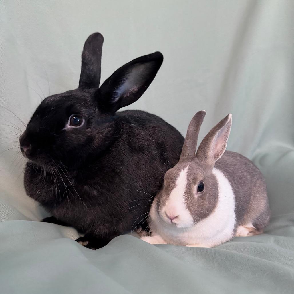 Enlarge Millicent (bonded to Maisie), a Adoptable Beveren in Columbia, MD image 5/5