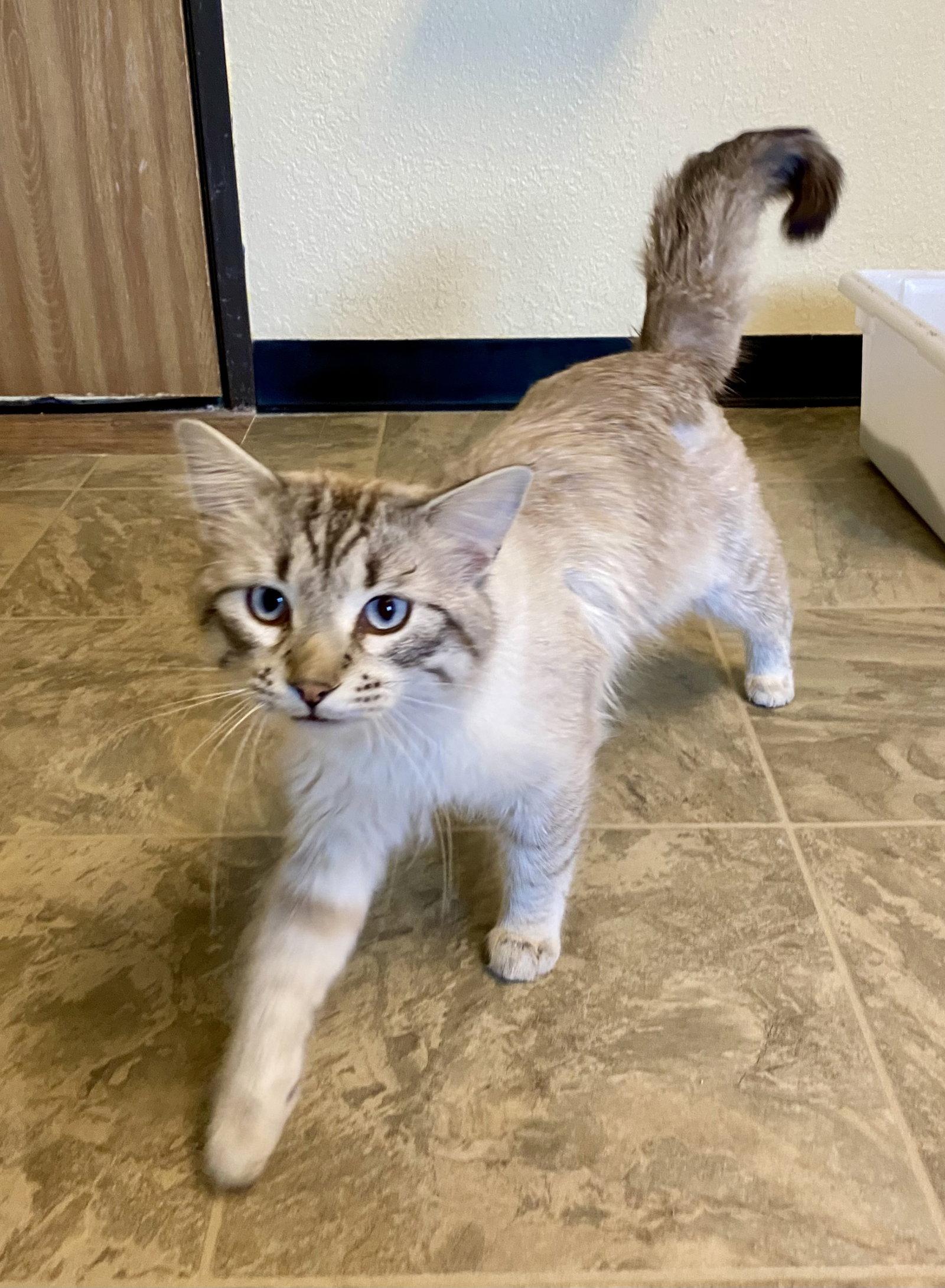 Stormy, Adopted, Adult Male Domestic Long Hair & Siamese.