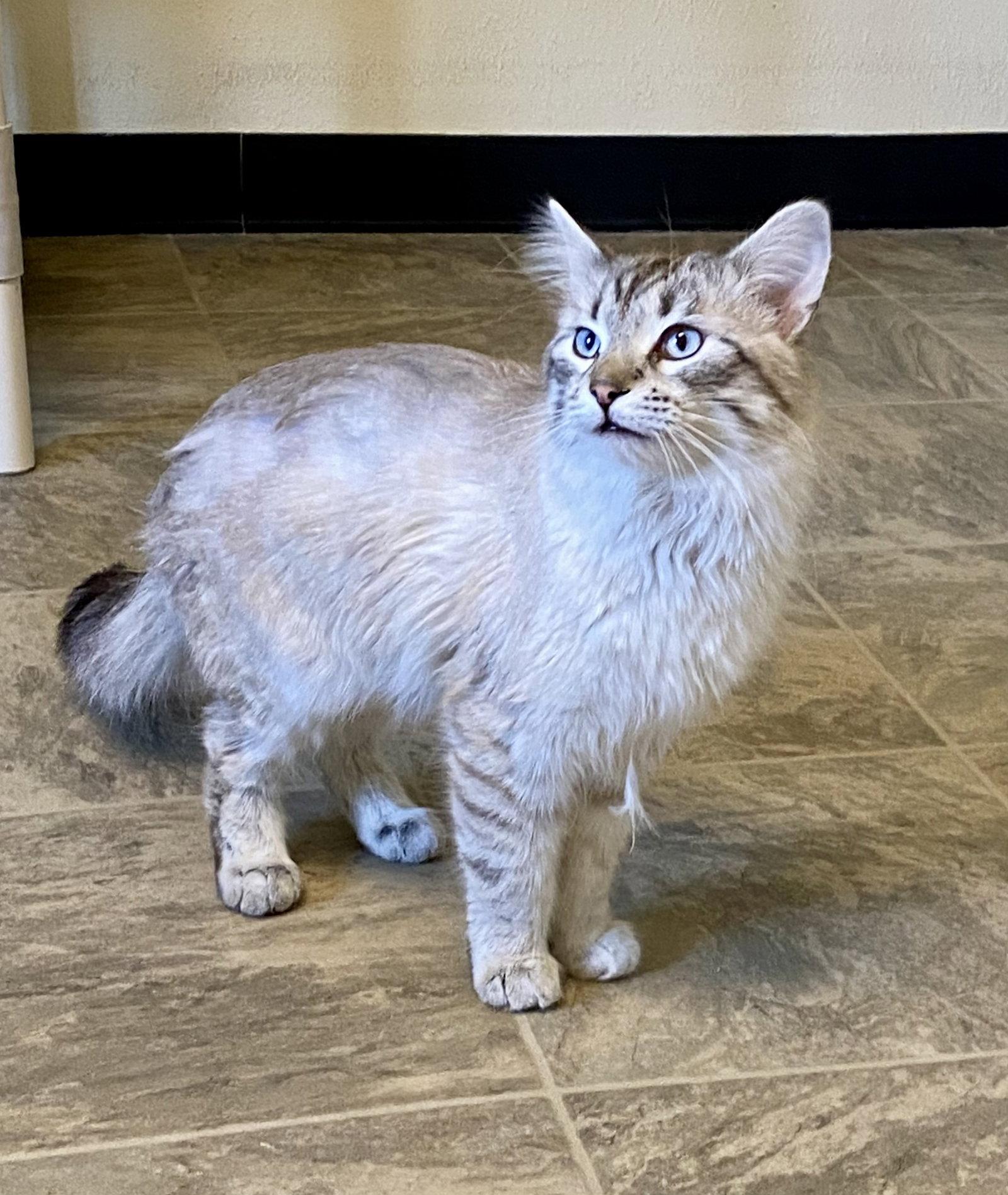 Stormy, a Adopted mixed breed in Fargo, ND image 2/2