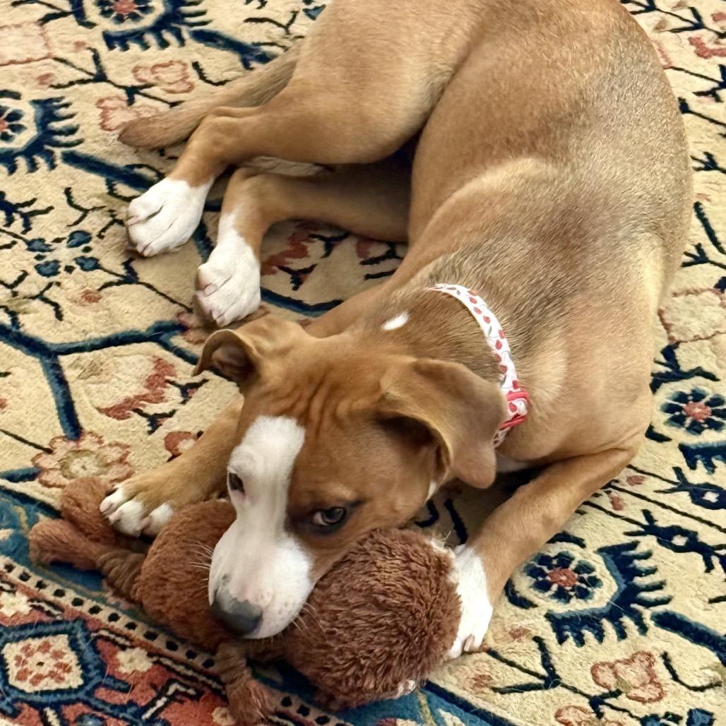 Peaches, Adoptable, Puppy Female Mixed Breed.