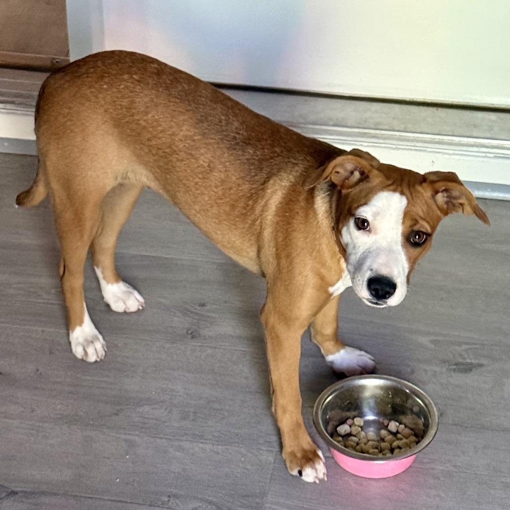 Enlarge Peaches, a Adoptable Mixed Breed in Pineville, MO image 2/3