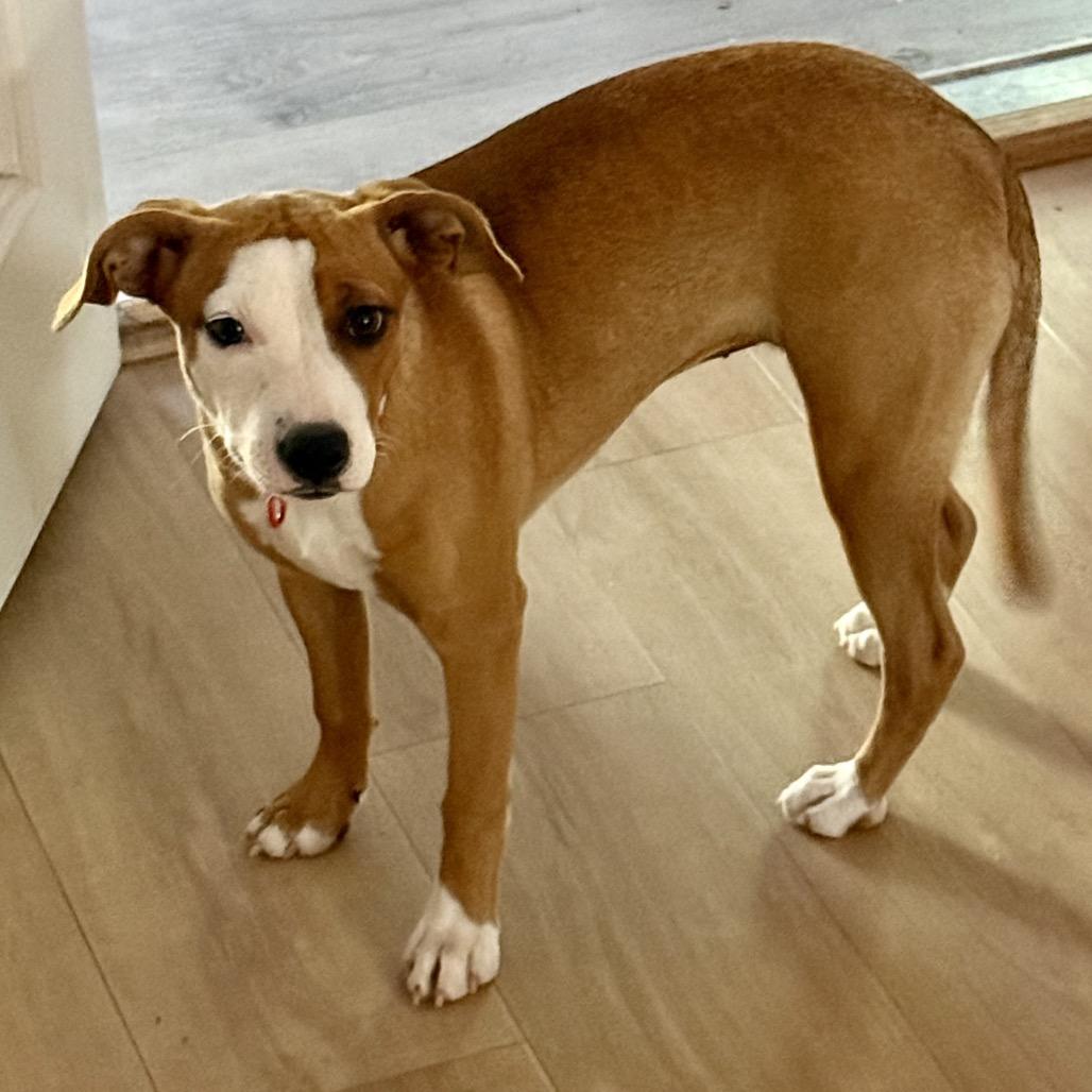 Enlarge Peaches, a Adoptable Mixed Breed in Pineville, MO image 3/3