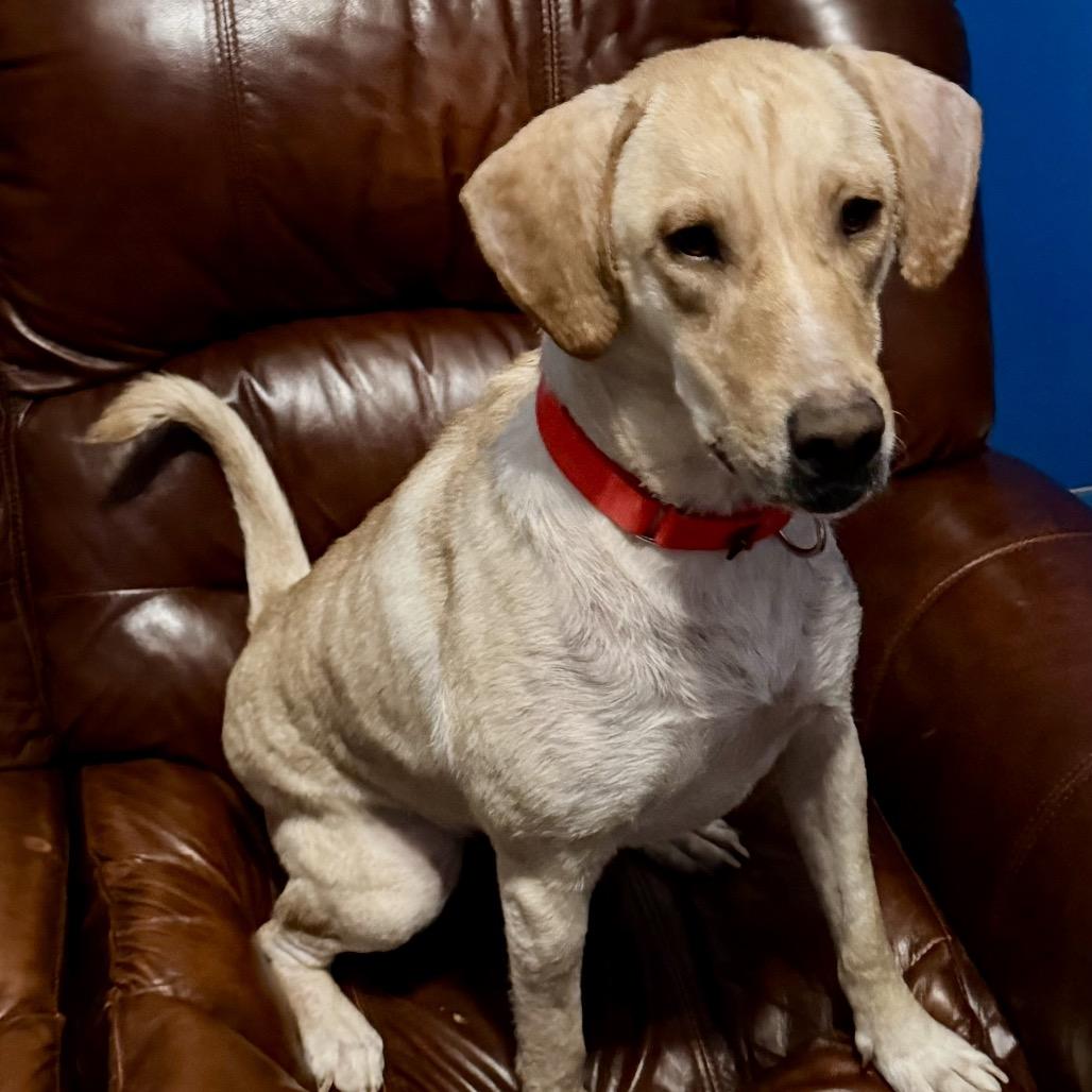 Sofia, Adoptable, Adult Female Yellow Labrador Retriever.