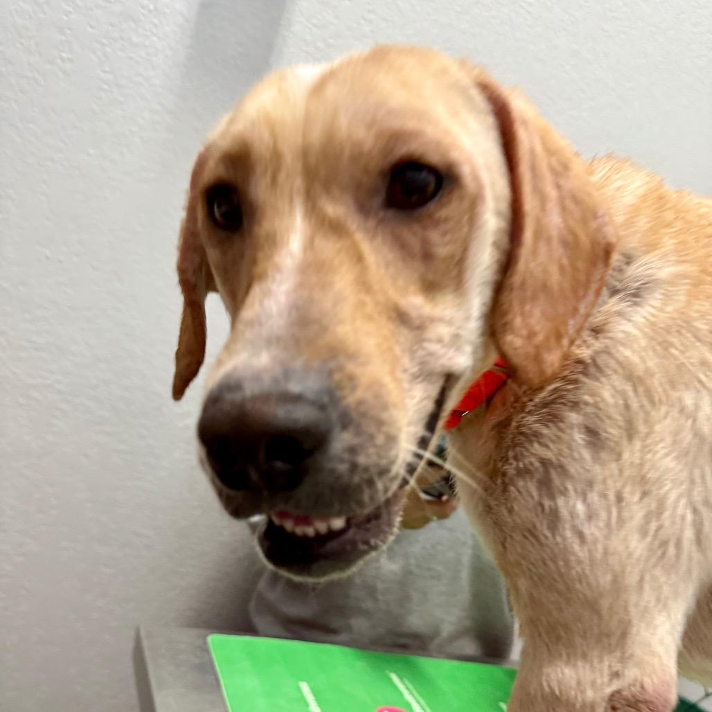 Sofia, Adoptable, Adult Female Yellow Labrador Retriever.