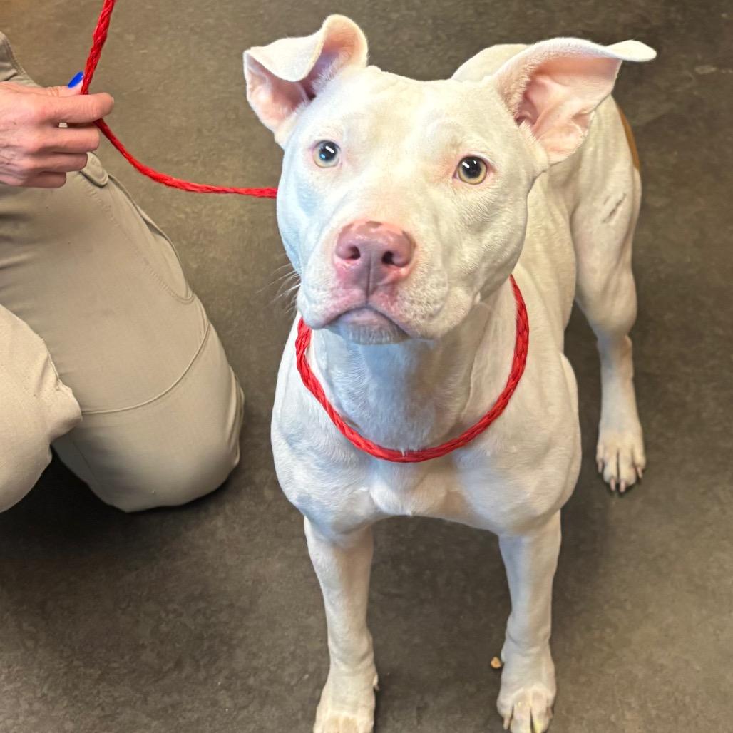 Enlarge Marshmallow, a Adoptable Pit Bull Terrier in Norman, OK image 1/3