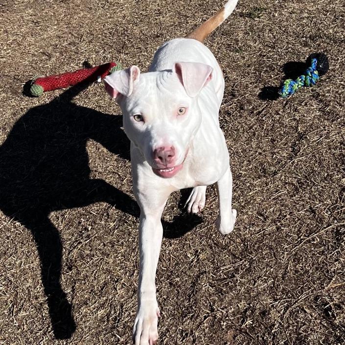 Enlarge Marshmallow, a Adoptable Pit Bull Terrier in Norman, OK image 2/3