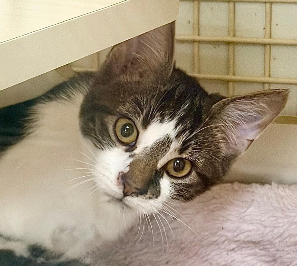 Krabby Patty (male), Adoptable, Kitten Male Domestic Short Hair.