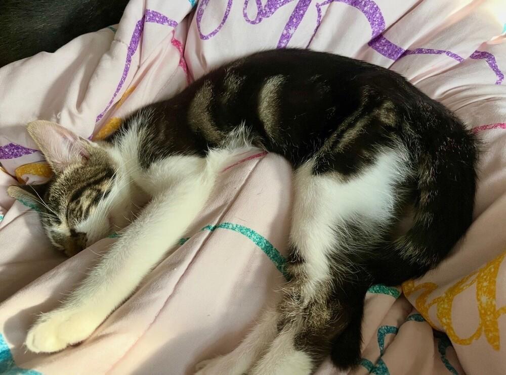 Krabby Patty (male), a Adoptable Domestic Short Hair in Little Rock, AR image 2/4