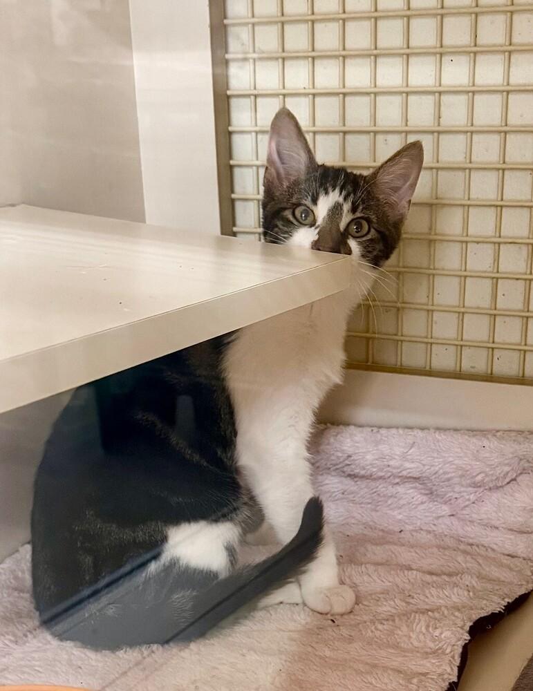 Krabby Patty (male), a Adoptable Domestic Short Hair in Little Rock, AR image 3/4