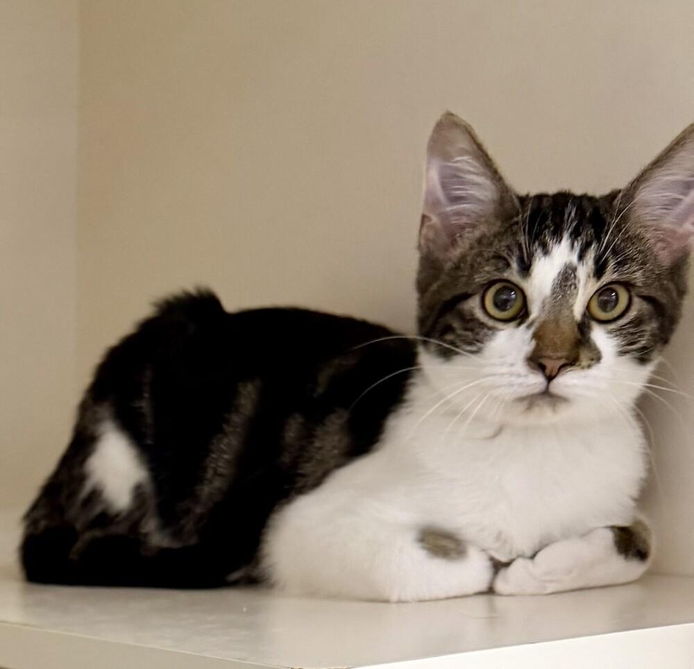 Krabby Patty (male), a Adoptable Domestic Short Hair in Little Rock, AR image 4/4