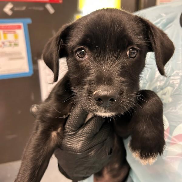Candle, Adoptable, Puppy Female Terrier.