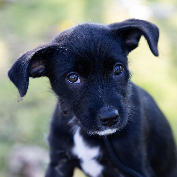 Enlarge Candle, a Adoptable mixed breed in Dublin, CA image 2/2