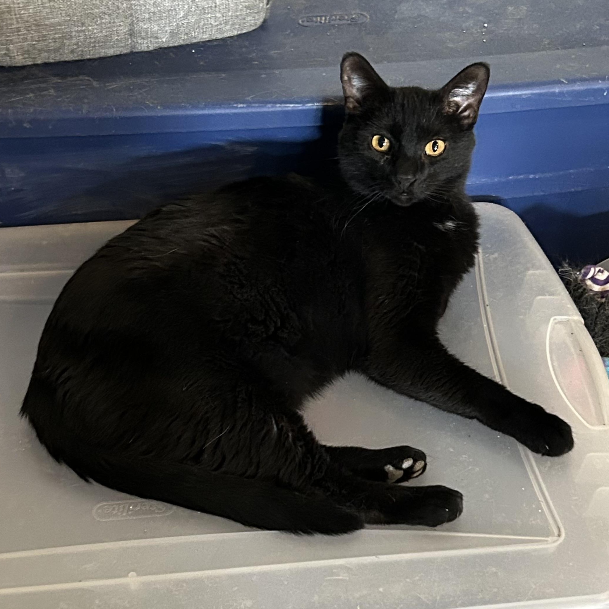 Kuro, an adoptable Domestic Short Hair in Devils Lake, ND, 58301 | Photo Image 1