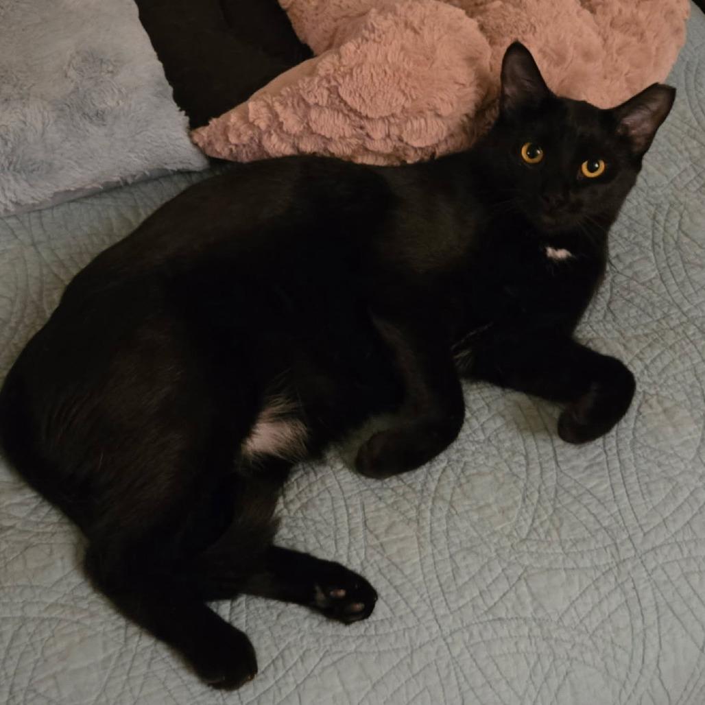 Bella, a Adoptable American Shorthair in Freeport, FL image 1/3