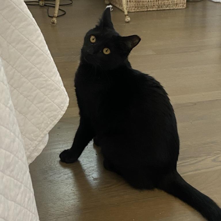 Bella, a Adoptable American Shorthair in Freeport, FL image 2/3