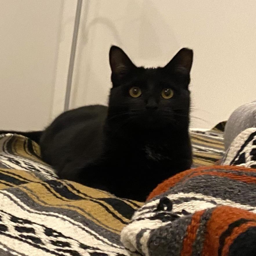 Bella, a Adoptable American Shorthair in Freeport, FL image 3/3