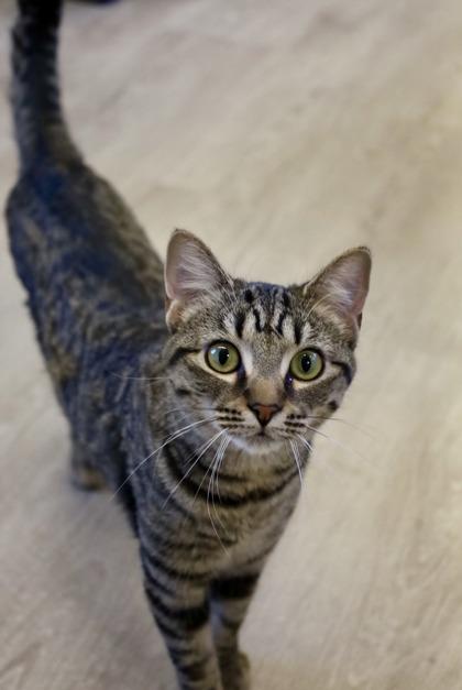 Enlarge Maisie, a ADOPTABLE Domestic Short Hair in Downers Grove, IL image 3/3