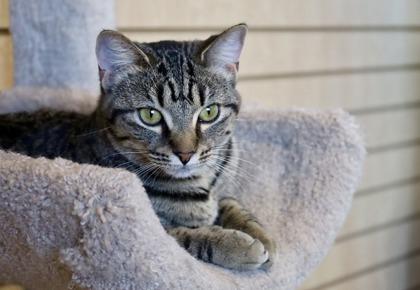 Enlarge Maisie, a ADOPTABLE Domestic Short Hair in Downers Grove, IL image 1/3