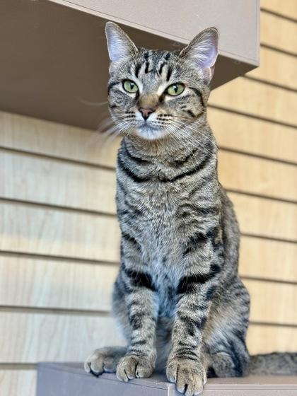 Enlarge Maisie, a ADOPTABLE Domestic Short Hair in Downers Grove, IL image 2/3