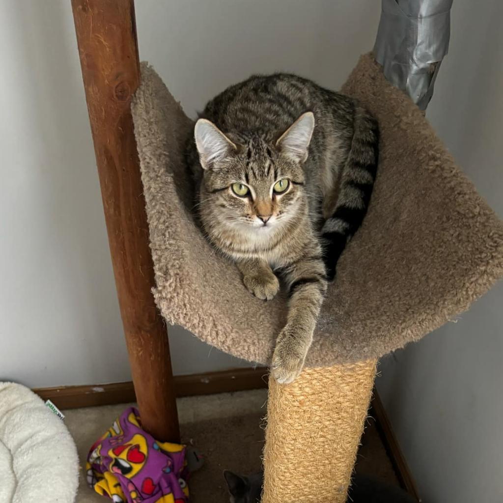 Daisy Mae, Adoptable, Adult Female Domestic Short Hair.