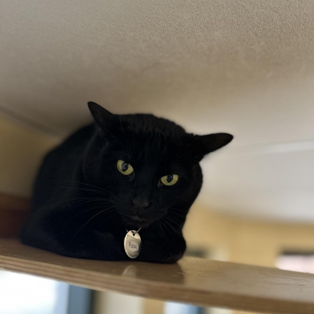 Enlarge Rose, a Adoptable Domestic Short Hair in Waukesha, WI image 1/2