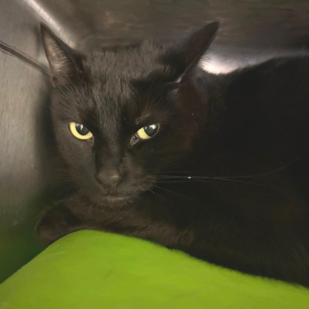 Rose, Adoptable, Adult Female Domestic Short Hair.