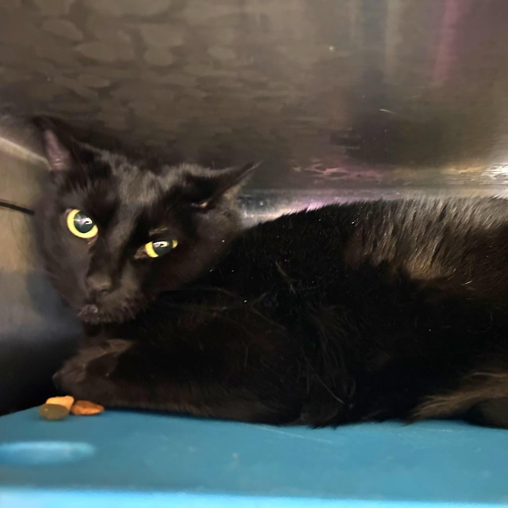 Rose, Adoptable, Adult Female Domestic Short Hair.