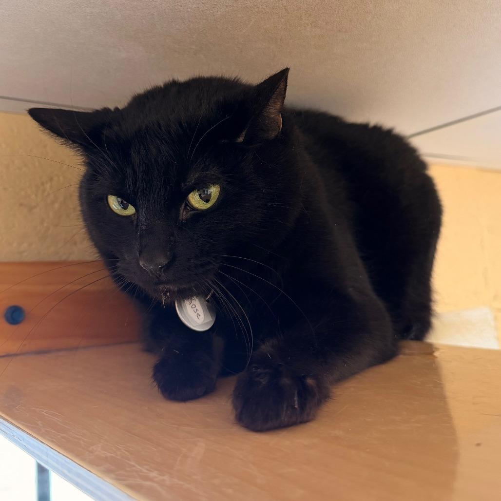 Enlarge Rose, a Adoptable Domestic Short Hair in Waukesha, WI image 2/2