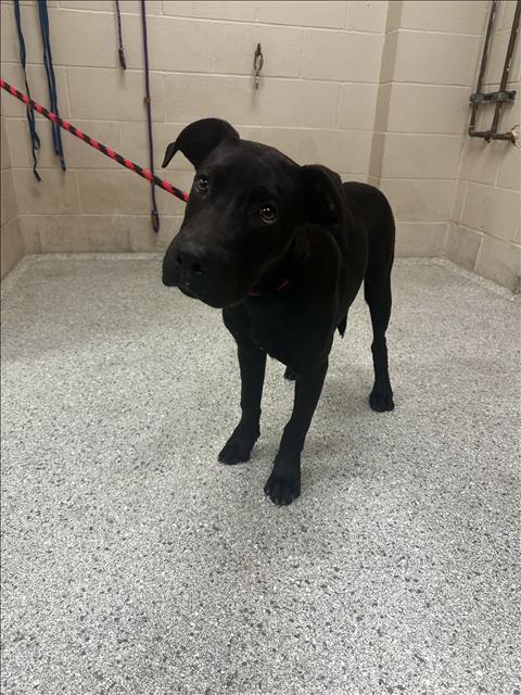 SHEPHERD, Adoptable, Young Male Labrador Retriever.