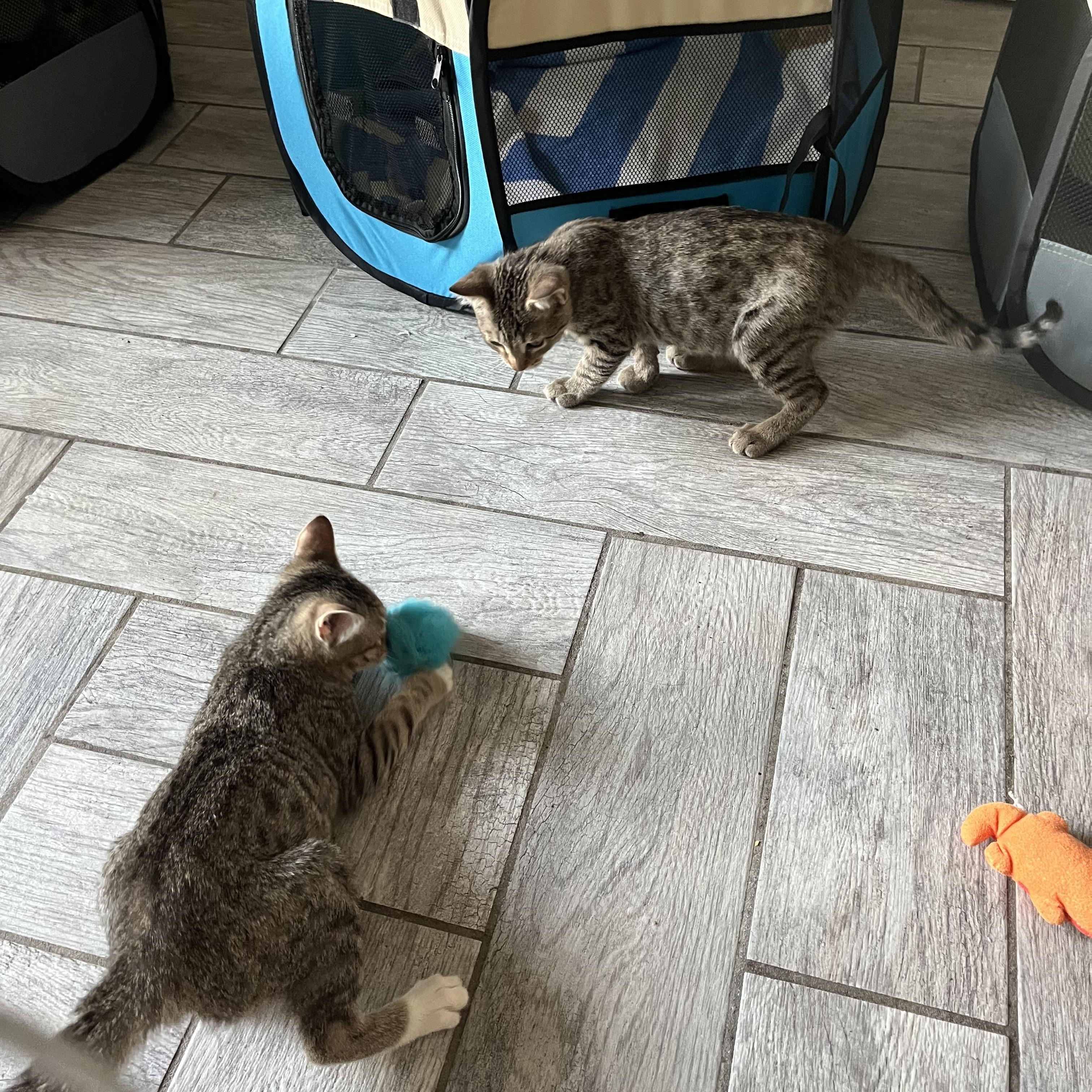 Enlarge Ozzy, a Adoptable Domestic Short Hair in Ormond Beach, FL image 1/2