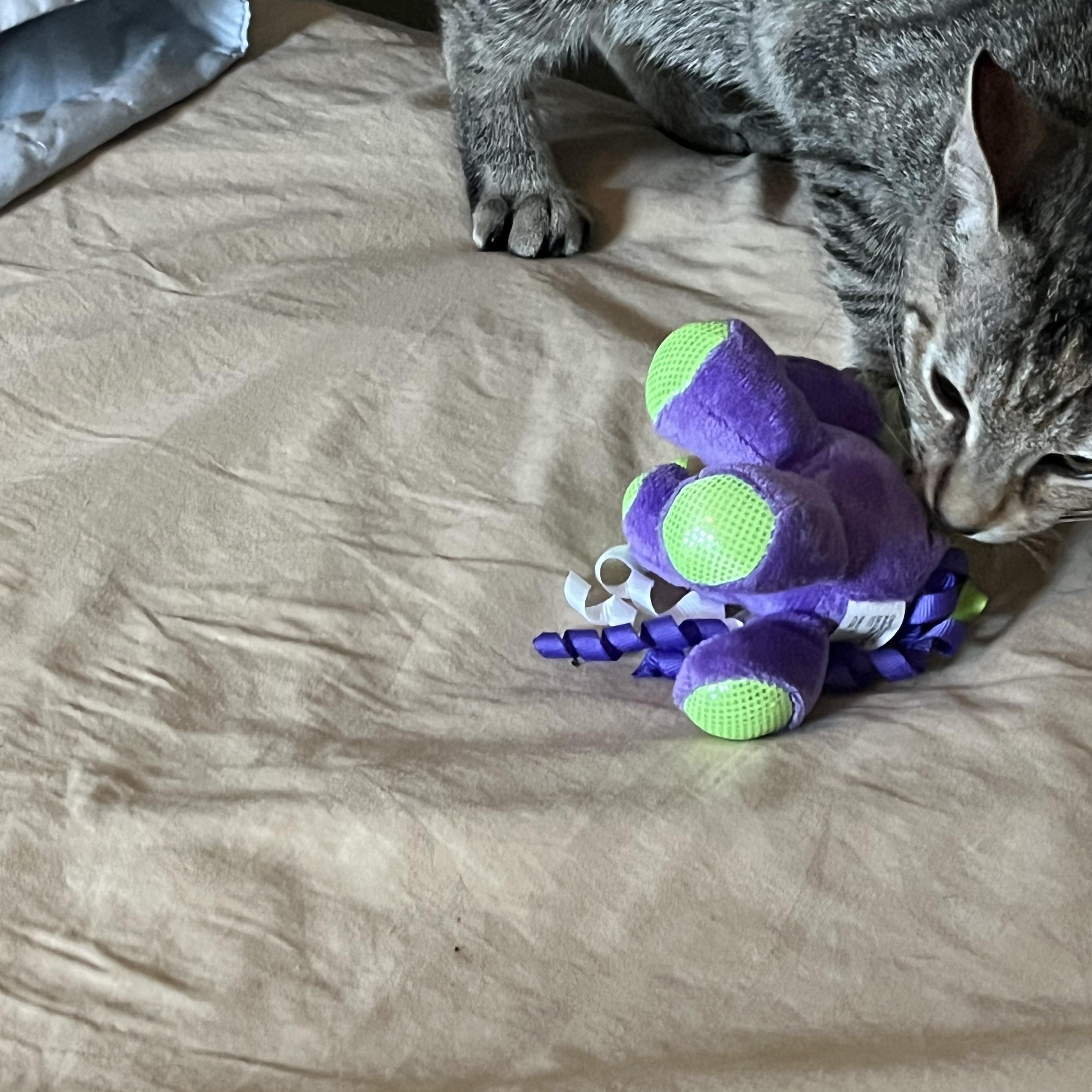 Enlarge Ozzy, a Adoptable Domestic Short Hair in Ormond Beach, FL image 2/2