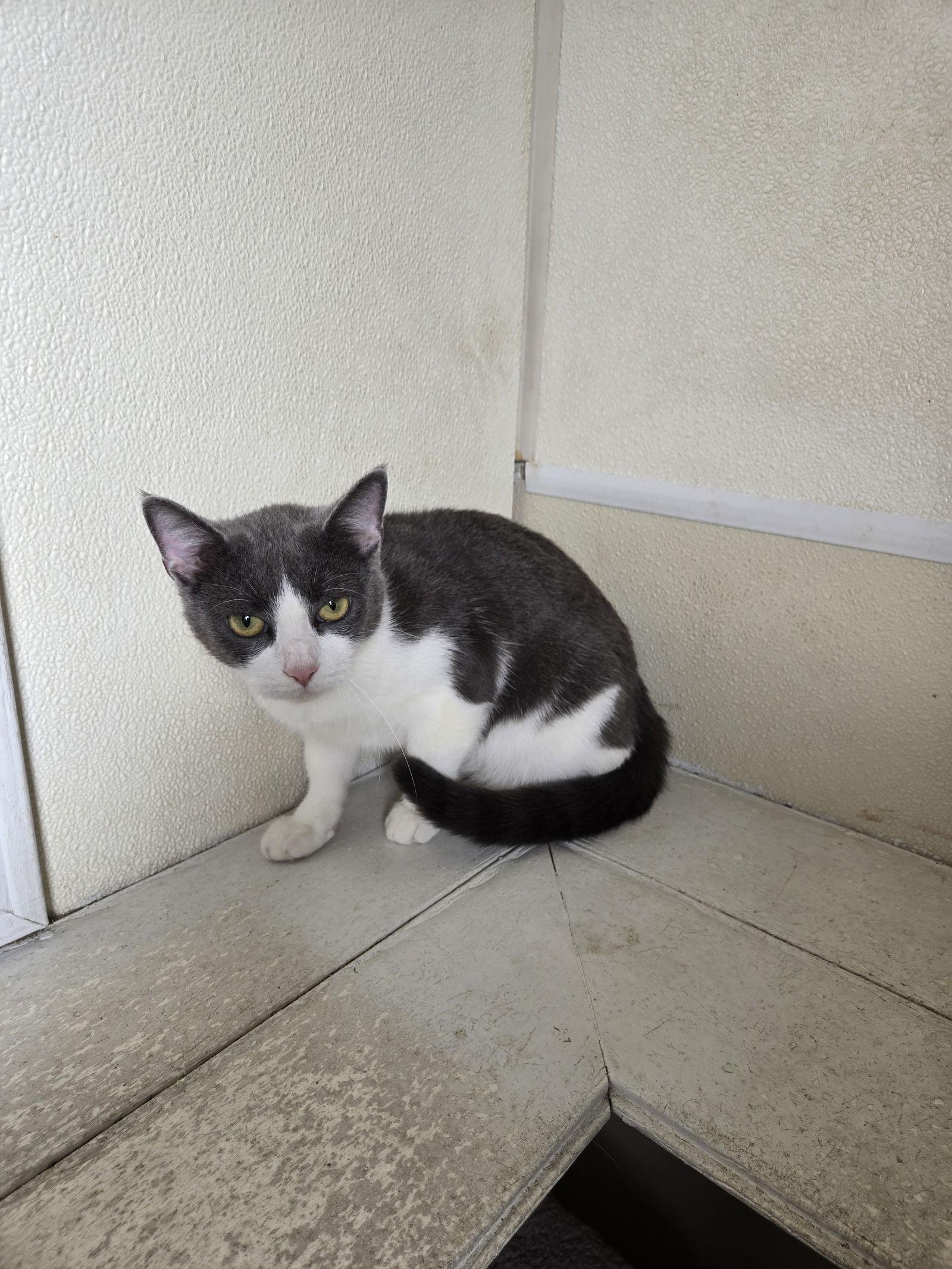 Cloud, Adopted, Adult Female Domestic Short Hair.