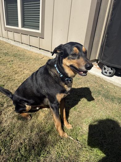 Finn — thumbnail 2