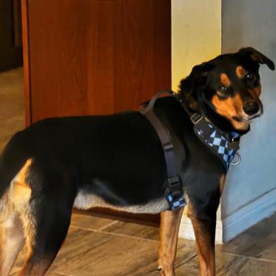 Finn — thumbnail 6